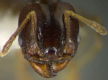Media type: image;   Entomology 34214 Aspect: head frontal view